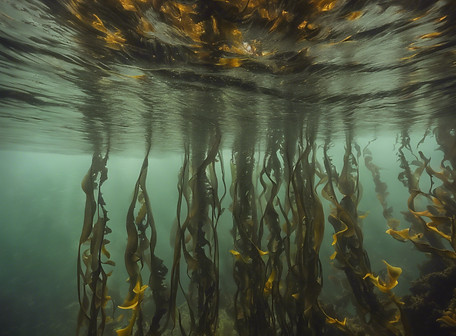 kelp forest.jpg