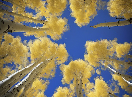 quaking aspen tree.jpg