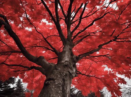 red maple.jpg