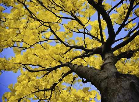 gingko tree.jpg