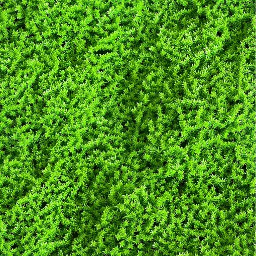 Jardín Vertical Musgo (PRECIO DE LISTA POR UNIDAD)