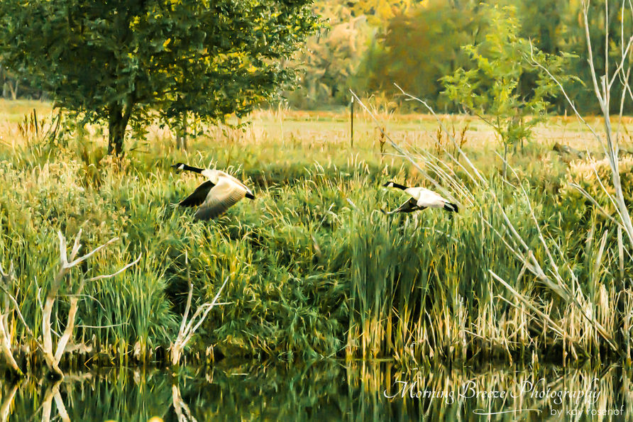 Pella Crossing evening geese 43b 10-11-2017 WITH WATERMARK.JPG