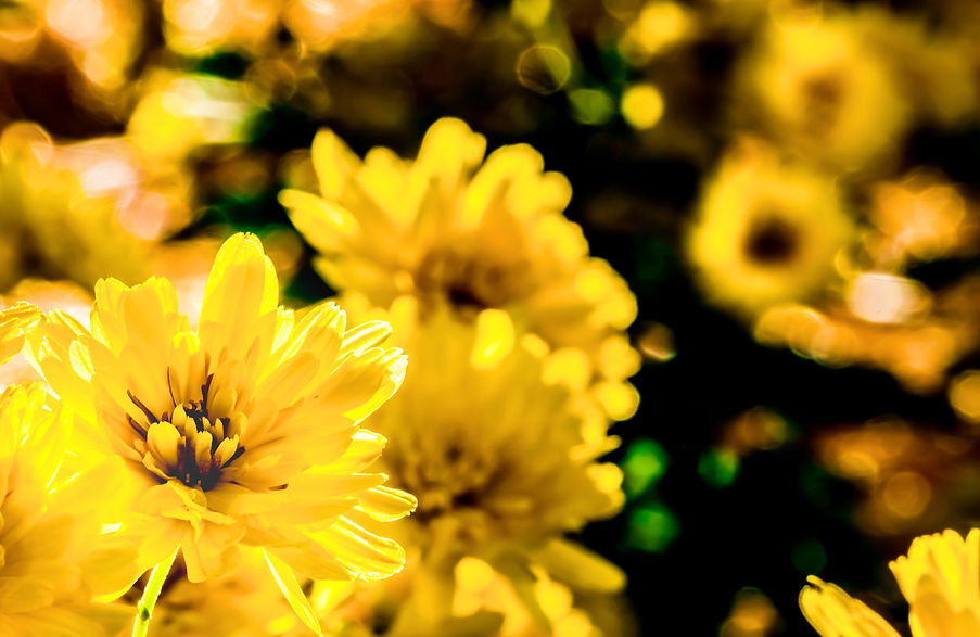 Backyard mums 1 10-15-2017 WO WATERMARK_