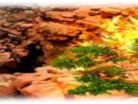 A Burning Bush Encounter!