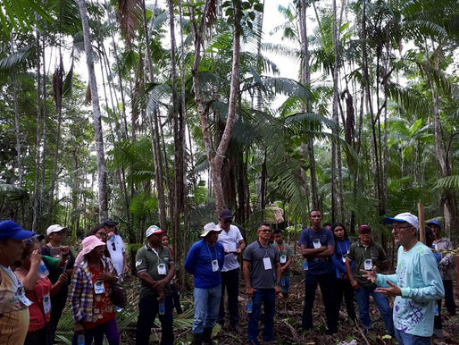 Produtores de açaí no Maranhão terão mais acesso a tecnologias de manejo e recuperação de açaizais