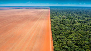 Desmatamento nos primeiros quatro meses do ano é 70% maior