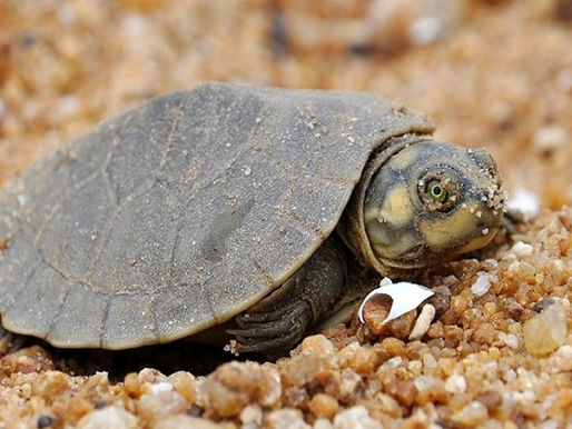 Especialistas se reúnem no Cequa para debater conservação de tartarugas de água doce