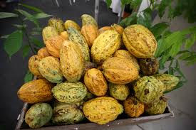 Alepa aprova emenda de Coimbra para verticalizar o cacau