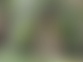 Amazonas ganha quatro reservas de desenvolvimento sustentável