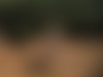 Estudo de longo prazo na Amazônia descarta teoria de savanização