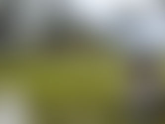 Estudo indica que Cerrado pode armazenar mais carbono que Amazônia