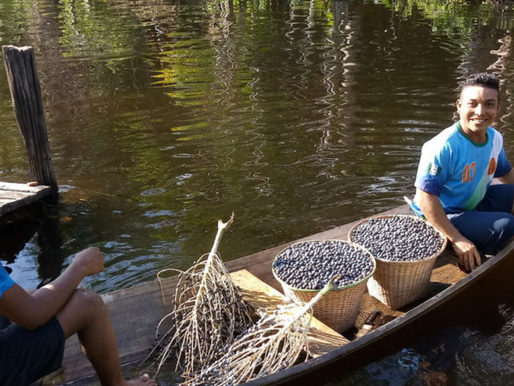 Projeto de PNUD e EMBRAPA promove produção sustentável de açaí no Pará
