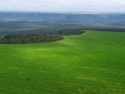 Relatório liga desmatamento ilegal e grilagem à indústria da soja da Bunge no Piauí