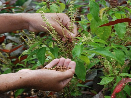 Incra e Fiocruz firmam acordo para incentivar pesquisas