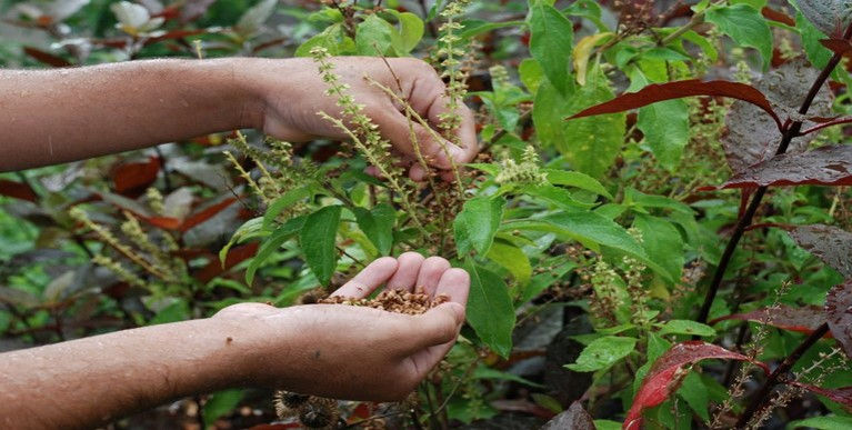Entre as medidas previstas estão o aumento da produção de plantas medicinais e fitoterápicas Divulgação/Governo do Espírito Santo
