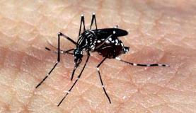 Embrapa desenvolve novo bioinseticida contra o Aedes aegypti