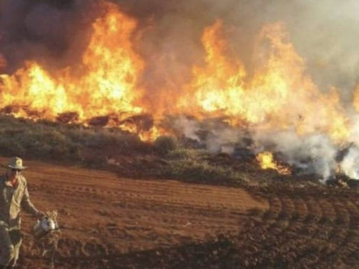 Projeto de lei proíbe atividade agropecuária por 50 anos em matas com incêndio criminoso