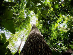 Fundo Amazônia tem melhor semestre da história com R$ 1 bilhão em aprovações