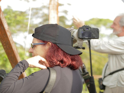 Museu na Floresta revitaliza Torre de Observação do Inpa para servir ao turismo científico