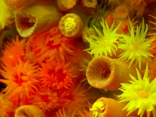 Espécies exóticas invasoras na mira do MMA