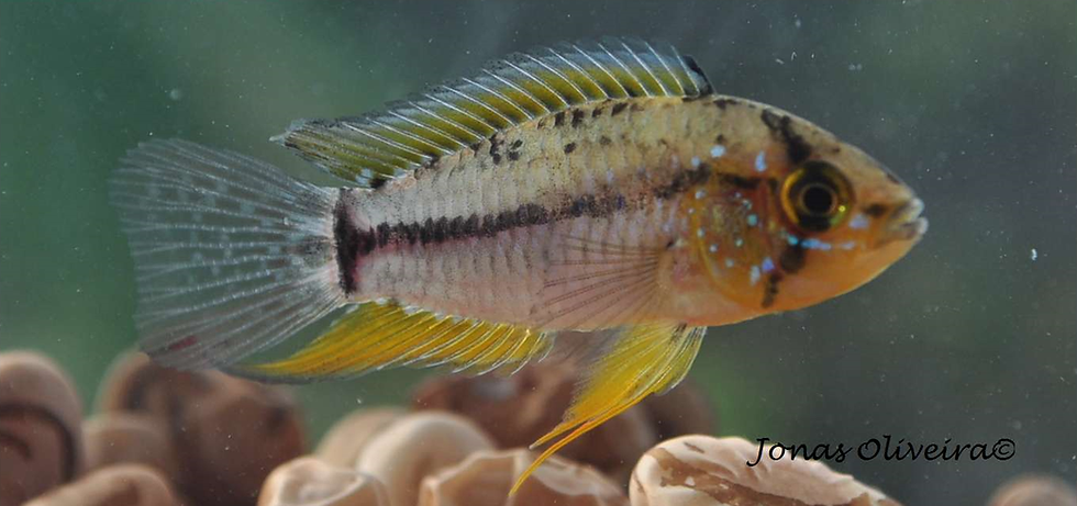 Imagem: Fonte: Jonas Oliveira - Apistogrammoides pucallpaensis.