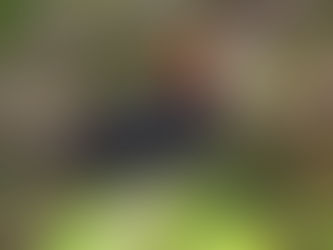 Especialistas discutem impactos de barragens em aves de áreas alagáveis da Amazônia