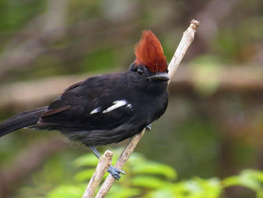 Especialistas discutem impactos de barragens em aves de áreas alagáveis da Amazônia