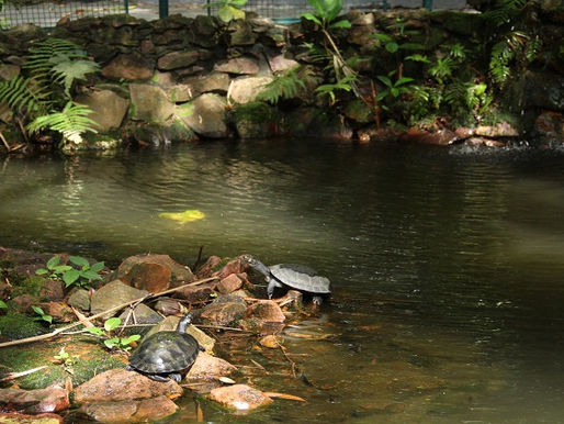 Semana do Meio Ambiente terá caminhadas e trilhas para observação de aves e insetos no Inpa