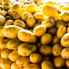 Preço da batata negociada nas principais Ceasas tem queda média de 37,33%