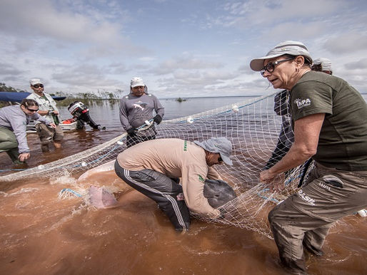 Vera da Silva é 1ª mulher das Américas membro honorário da Society for Marine Mammalogy