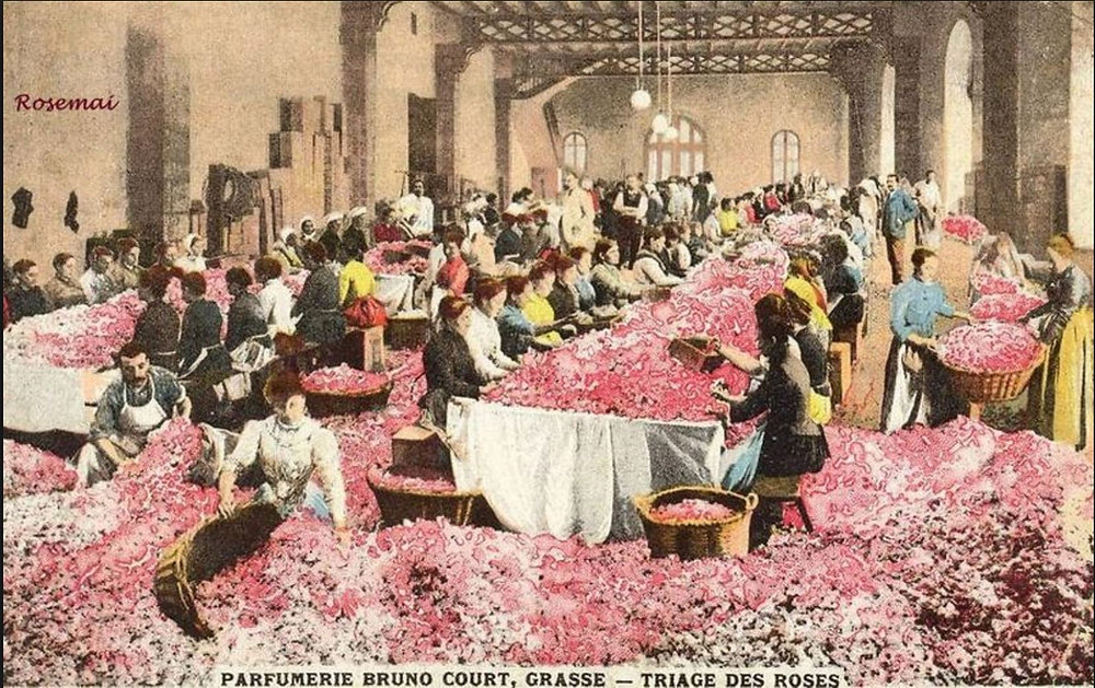 Grasse, capital of perfume