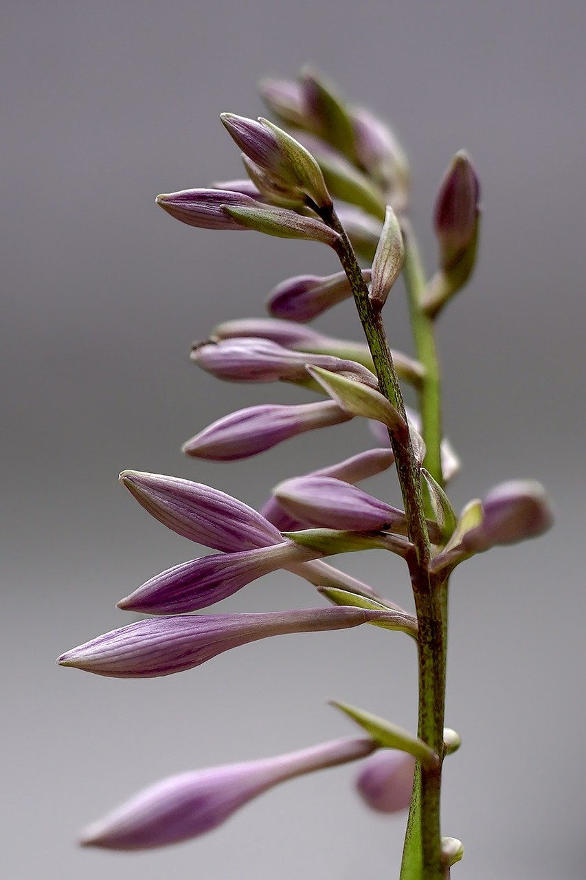 le parfum du printemps