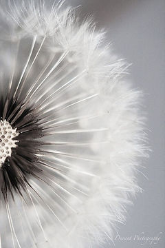 FLEUR.jpeg