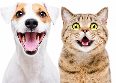 pet-care-coronavirus-happy-dog-and-cat_0.png