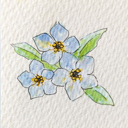 Forget-me-not 