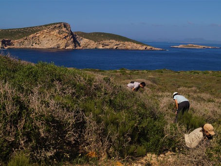 Field campaing in "Na Redona". 