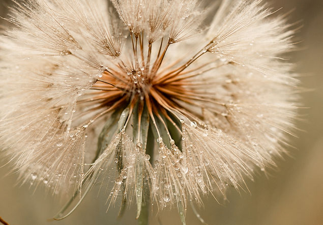 Dandelion / Dew / Raindrop