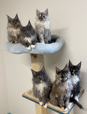 3 mois 6 sur 8 bébés Shuri x Smoke 2024