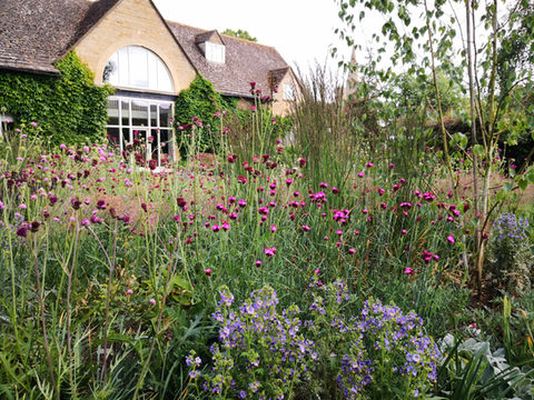 nicola oakey design, garden design, apethorpe, northamptonshire, A new planting scheme to enhance a mature garden