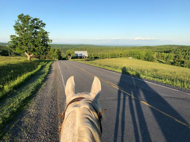 Helderberg Pet & Equine Services