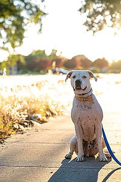 Pit bull mix