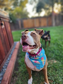 Pit bull mix