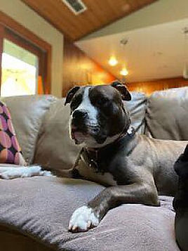 Pit bull mix