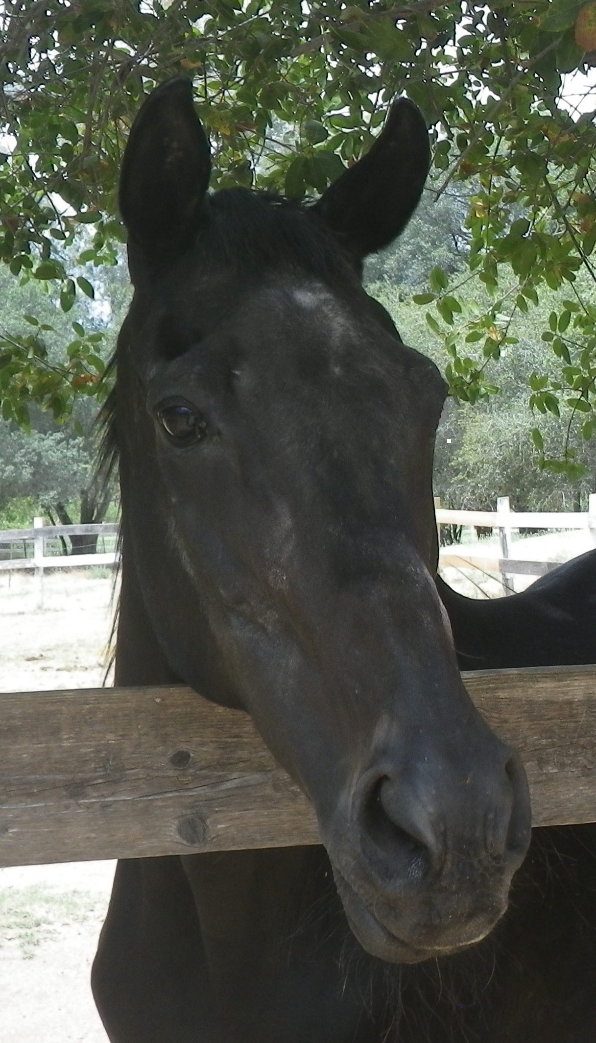 Hector Hill Animal Sanctuary