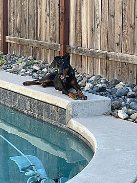 Doberman Pinscher