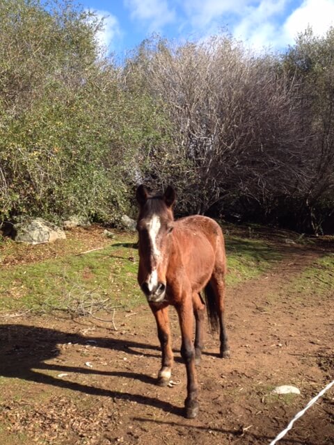 Hector Hill Animal Sanctuary
