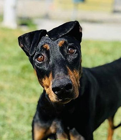 Doberman Pinscher
