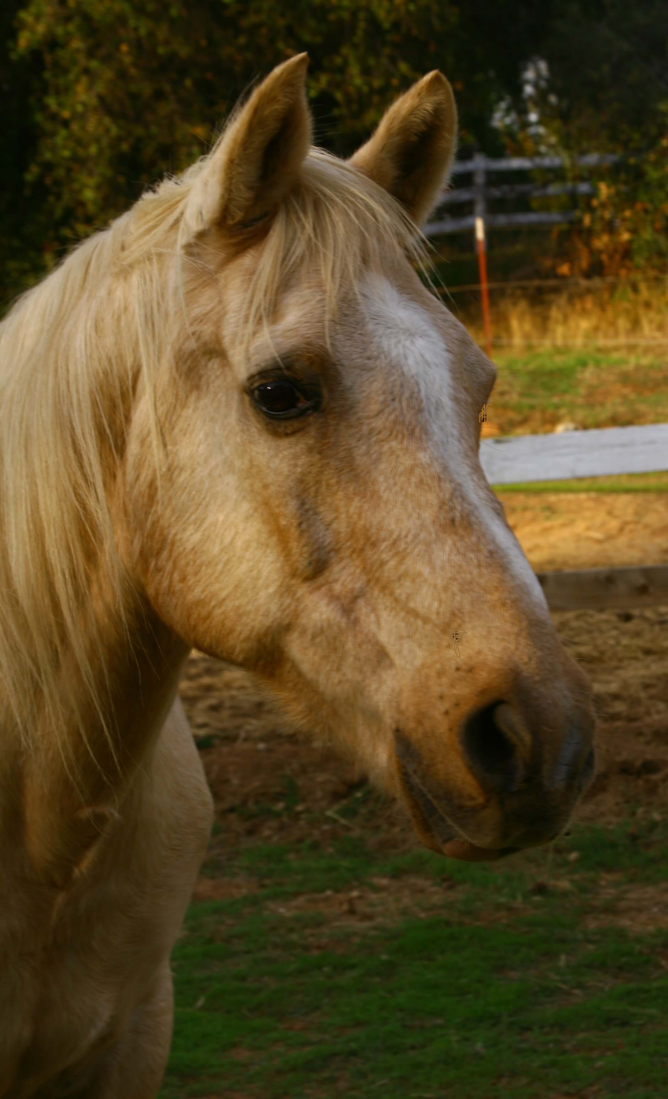 Hector Hill Animal Sanctuary