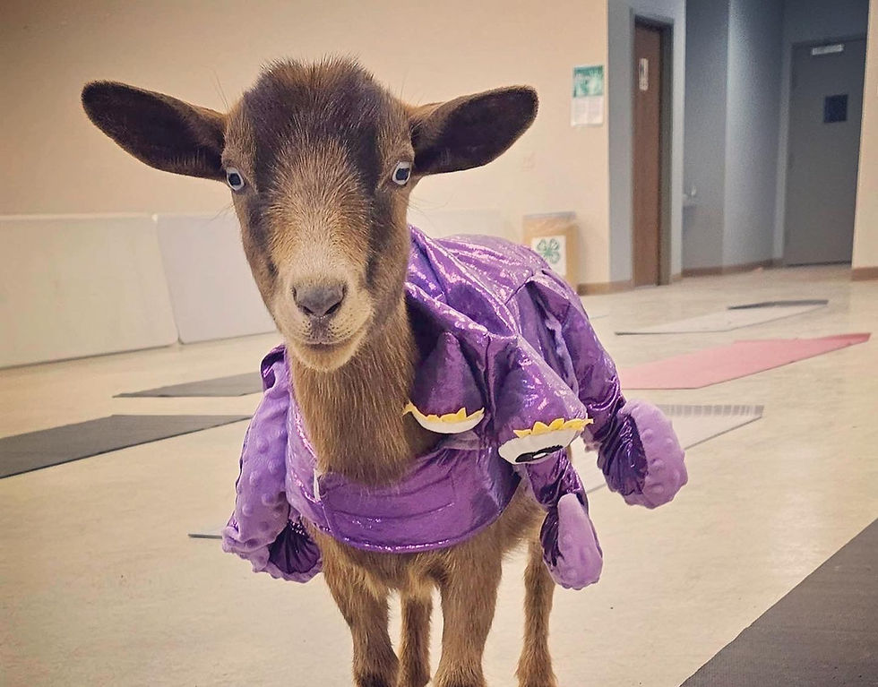 Indoor Goat Yoga - 11:30 am  