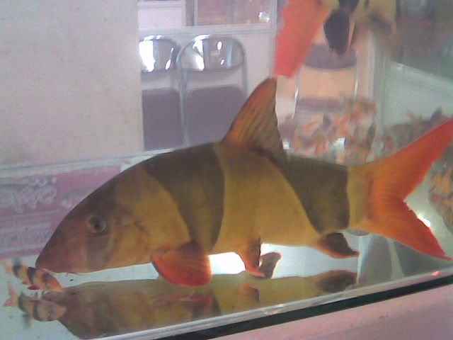 Botia Makrakanta (Clown Loach)